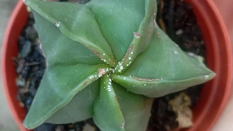 Astrophytum myriostigma var. nudum