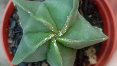 Astrophytum myriostigma var. nudum