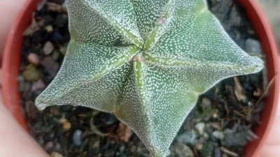 Astrophytum myriostigma