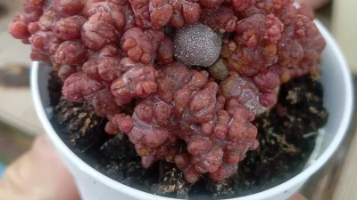 Echinopsis 'Chocolate'