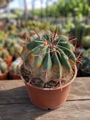 Echinopsis ancistrophora 'Domino'