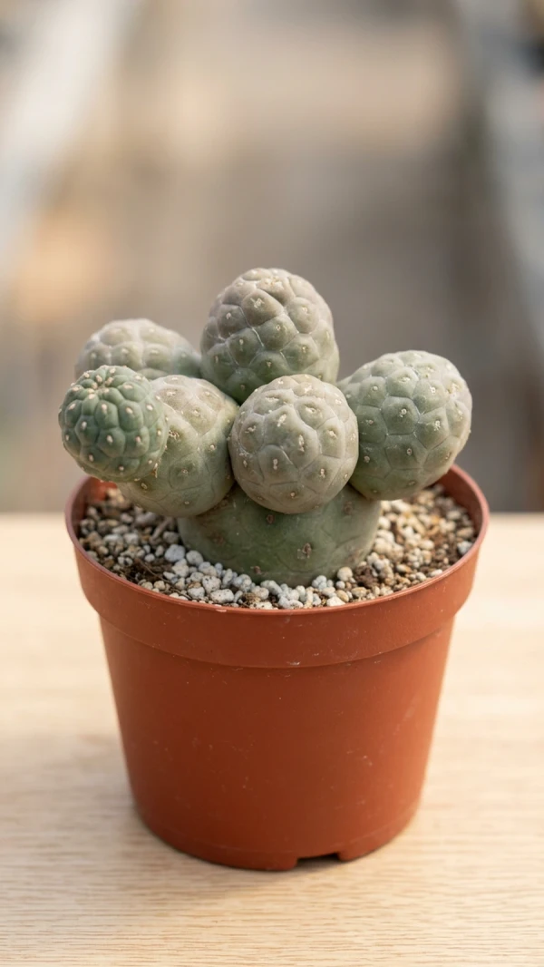 Tephrocactus geometricus