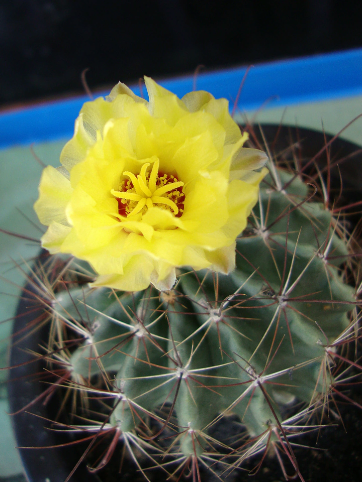 Thelocactus setispinus yellow flowering reference image